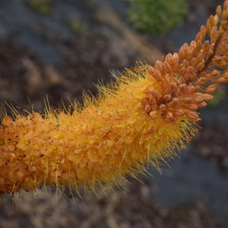 Eremurus 'Pinokkio'