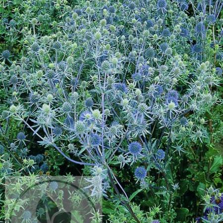 Eryngium planum