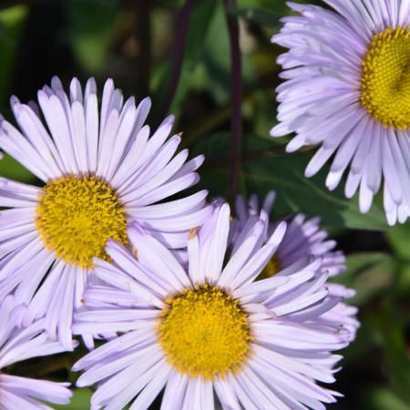 Erigeron 'Quakeress'