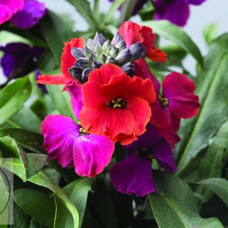 Erysimum 'Red Jep'