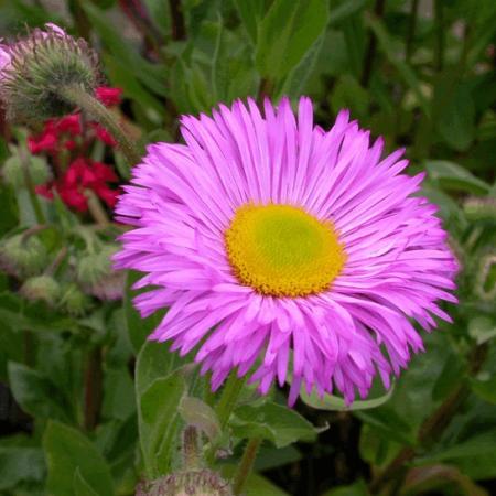 Erigeron 'Rosa Juwel'