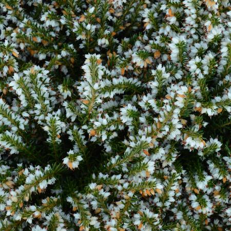 Erica darleyensis 'Silberschmetz