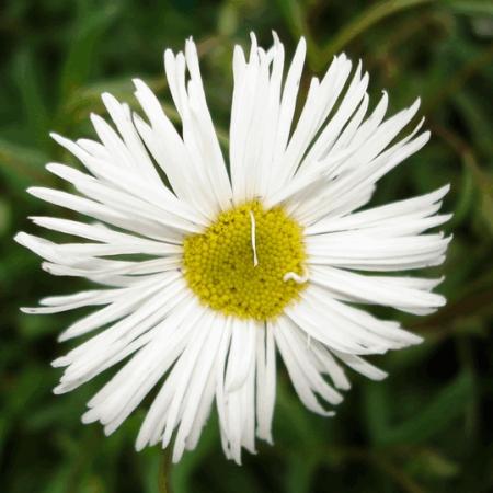 Erigeron 'Sommerneuschnee'