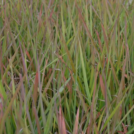 Eragrostis spectabilis