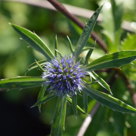 Eryngium tripartitum