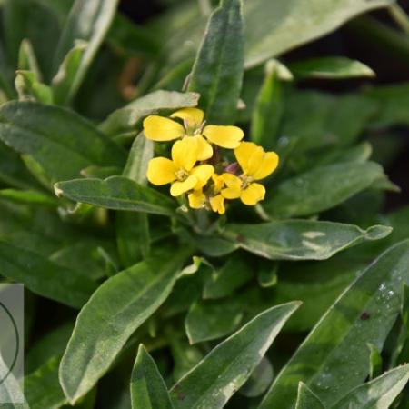 Erysimum 'Yellow Bird'