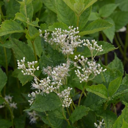 Eupatorium maculatum 'Album'