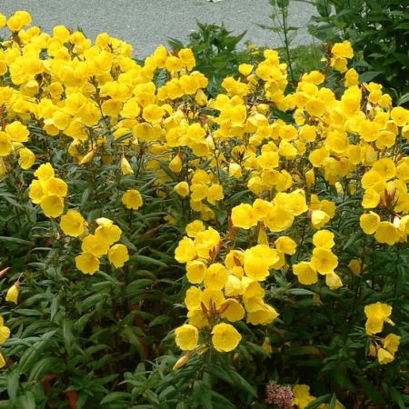 Euphorbia amygdaloides 'Purpurea'