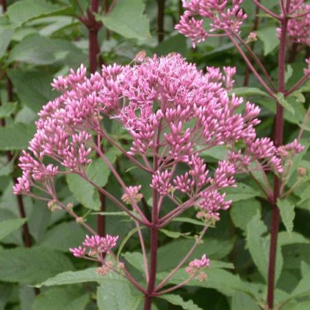 Eupatorium maculatum 'Atropurpureum'