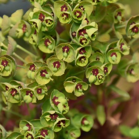 Euphorbia characias 'Baby Charm'