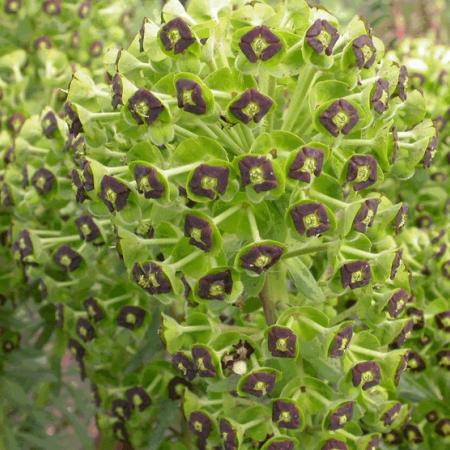 Euphorbia characias 'Black Pearl'