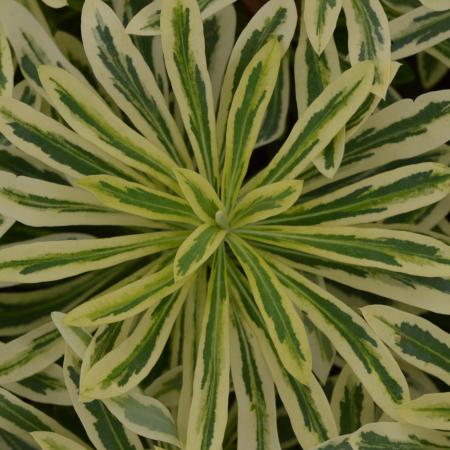 Euphorbia characias 'Burrow Siver'