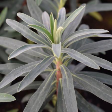 Euphorbia characias 'Blue Wonder'