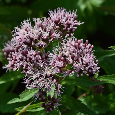 Eupatorium cannabinum