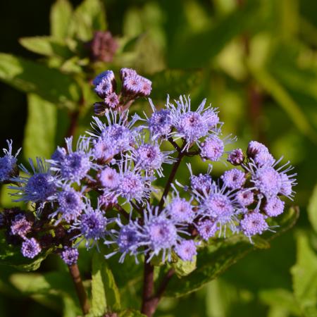 Eupatorium coelestinum