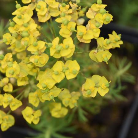 Euphorbia cyparissias