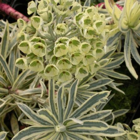 Euphorbia characias 'Emmer Green'