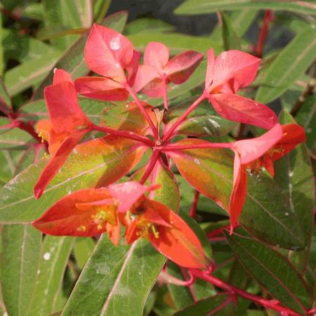 Euphorbia griffithii 'Fireglow'