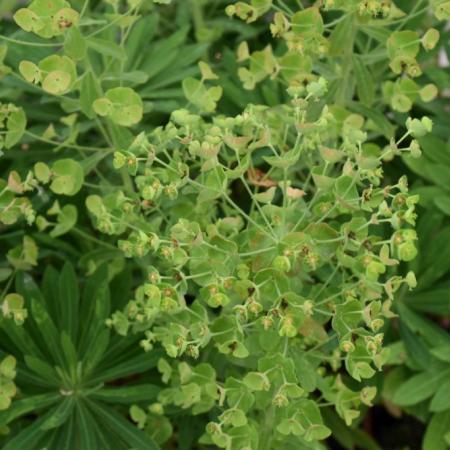 Euphorbia characias 'Forescate'