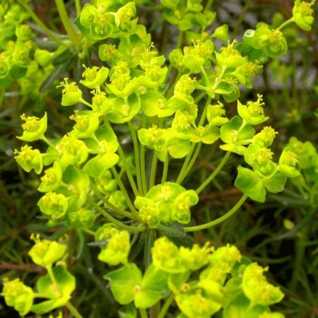 Euphorbia cyparissias 'Fens Ruby'