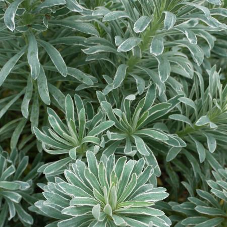 Euphorbia characias 'Glacier Blue'