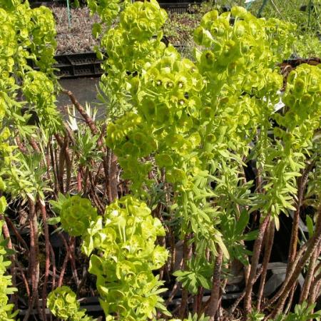 Euphorbia characias 'Humpty Dumpty'