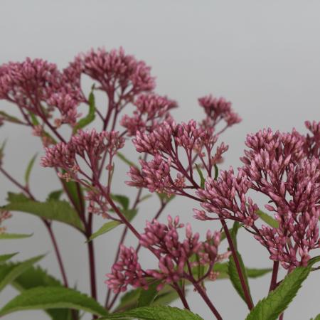 Eupatorium maculatum JS 'Humble'