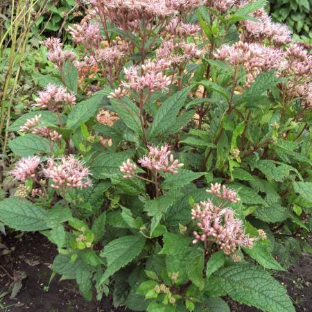 Eupatorium 'Mask'