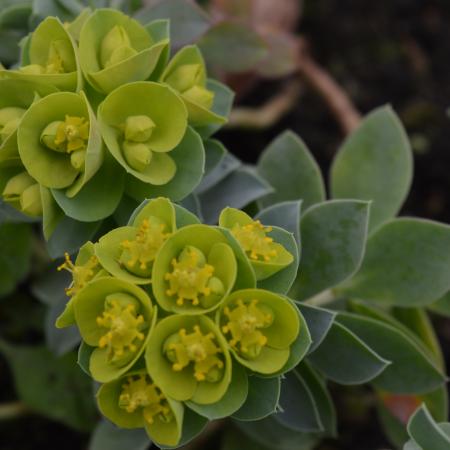 Euphorbia myrsinites