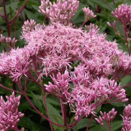 Eupatorium maculatum 'Purple Bush'