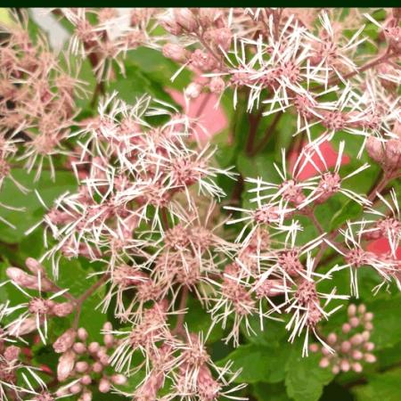 Eupatorium maculatum 'Phantom'