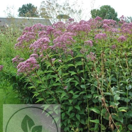 Eupatorium maculatum 'Phantom'