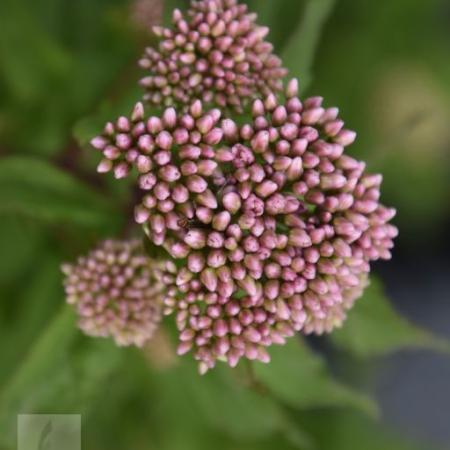 Eupatorium cannabinum 'Plenum'