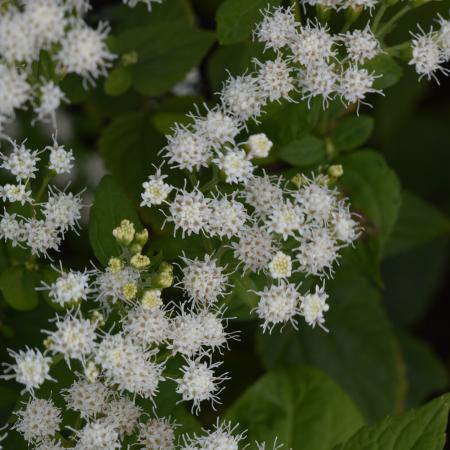 Eupatorium rugosum 'Braunlaub'