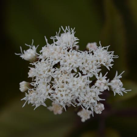 Eupatorium rugosum 'Chocolate'