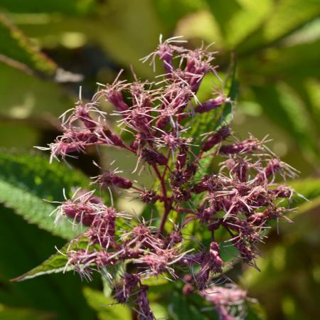 Eupatorium maculatum 'Riesenschirm'