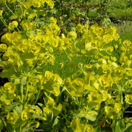 Euphorbia amygdaloides var. robbiae