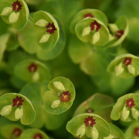 Euphorbia 'Charam'(Red Wing)