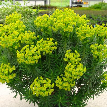 Euphorbia characias 'Shorty'