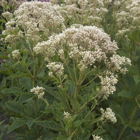 Eupatorium rugosum 'Snowball'