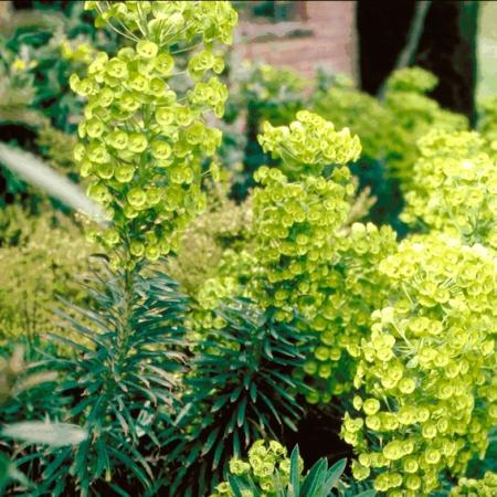 Euphorbia characias ssp. wulfenii