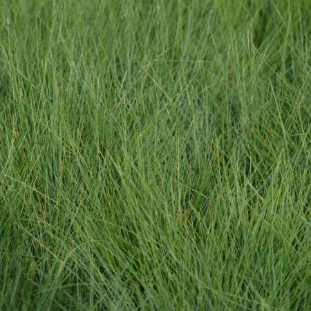 Festuca amethystina