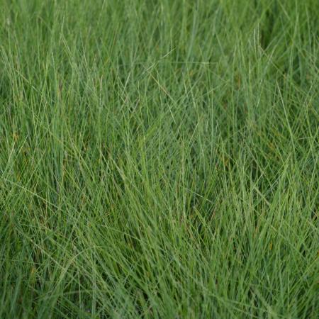 Festuca amethystina