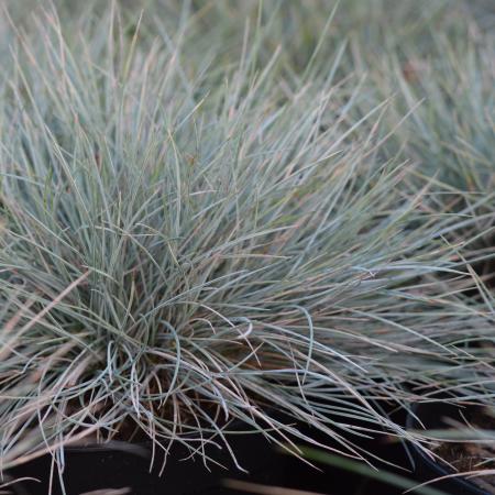 Festuca glauca 'Elijah Blue'