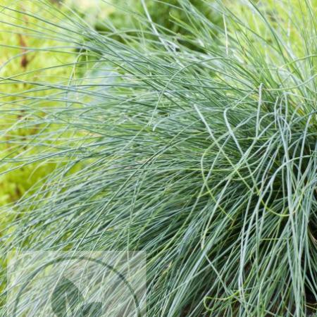 Festuca 'Festina'