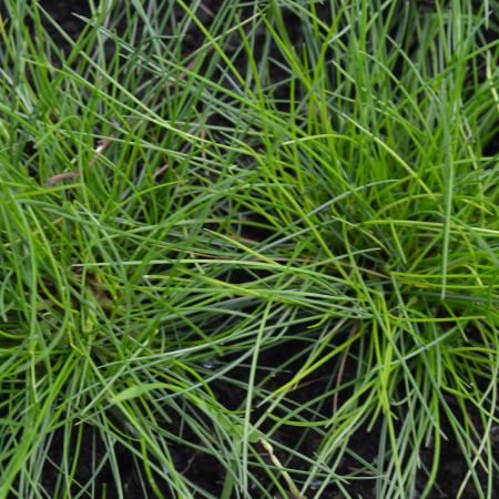 Festuca gautieri