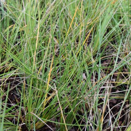 Festuca gigantea