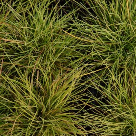 Festuca glauca 'Golden Toupée'