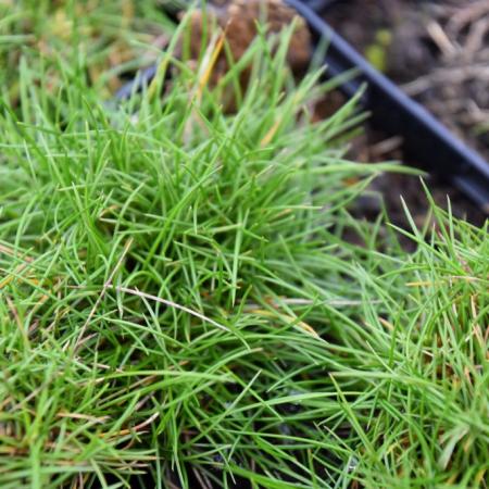 Festuca gautieri 'Pic Carlit'