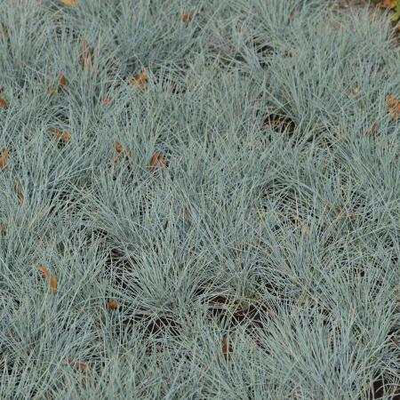 Festuca glauca 'Silberreiher'